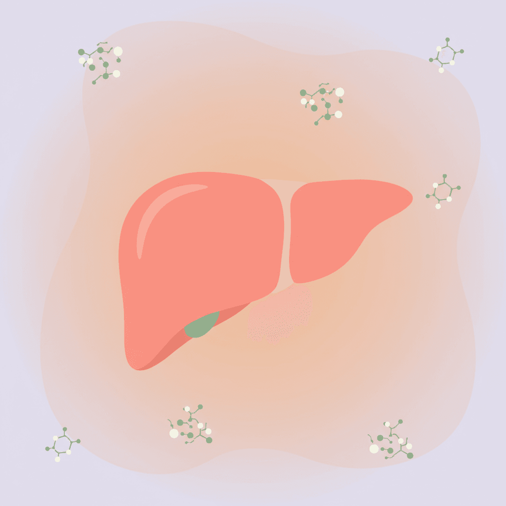 АЛТ и АСТ: нормы, причины отклонений и расшифровка анализа