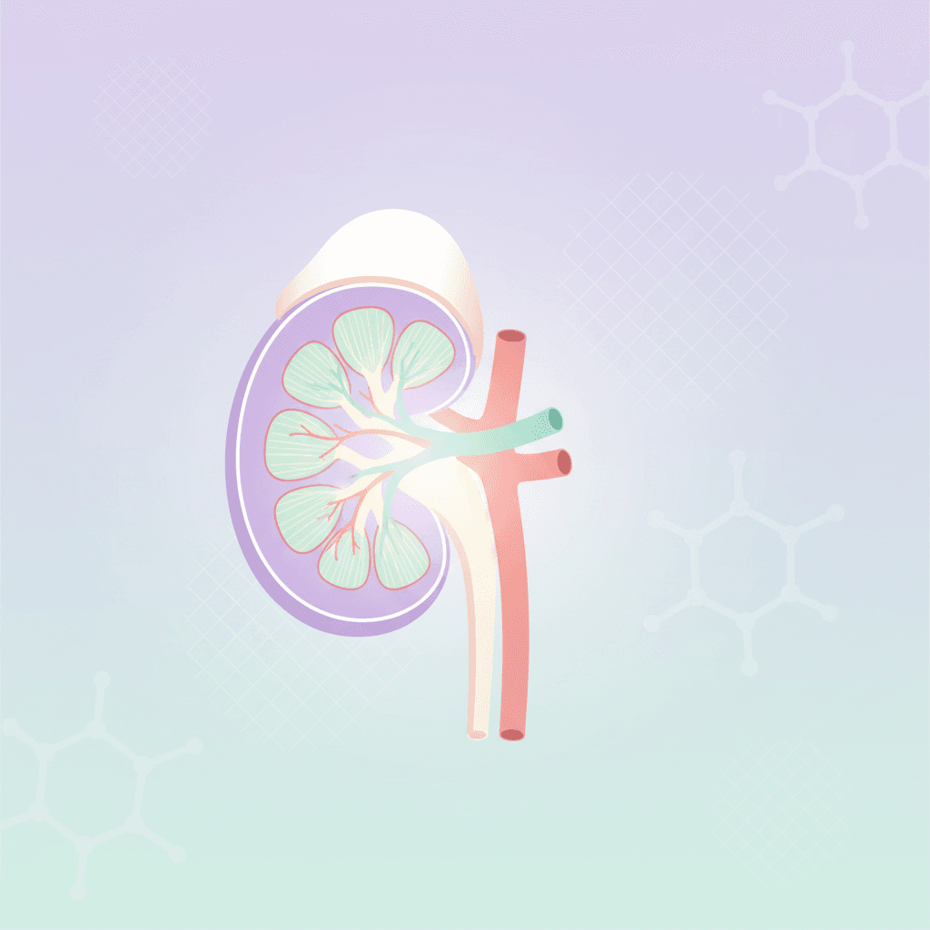 Креатинин и мочевина: нормы и расшифровка анализов крови
